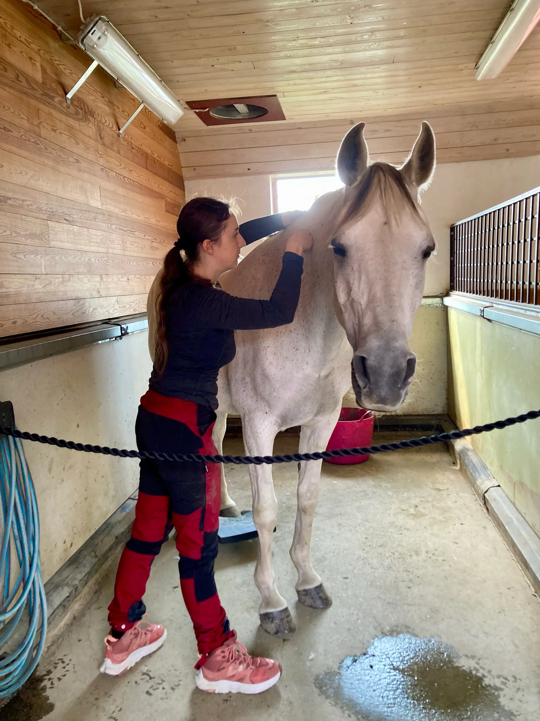 Johana massaging a white horse in a wooden stable