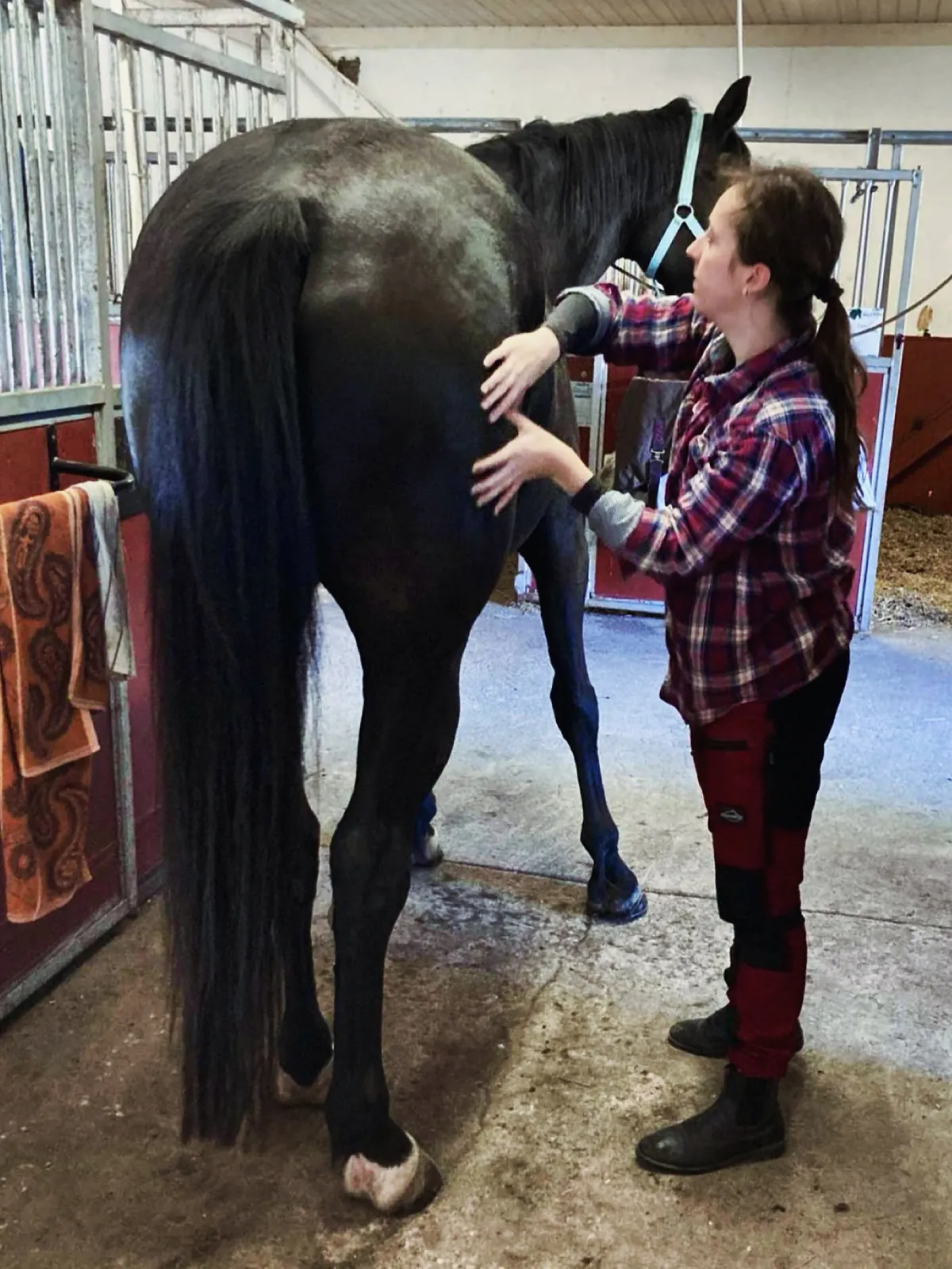 Close-up of massage on a black horse’s hindquarters